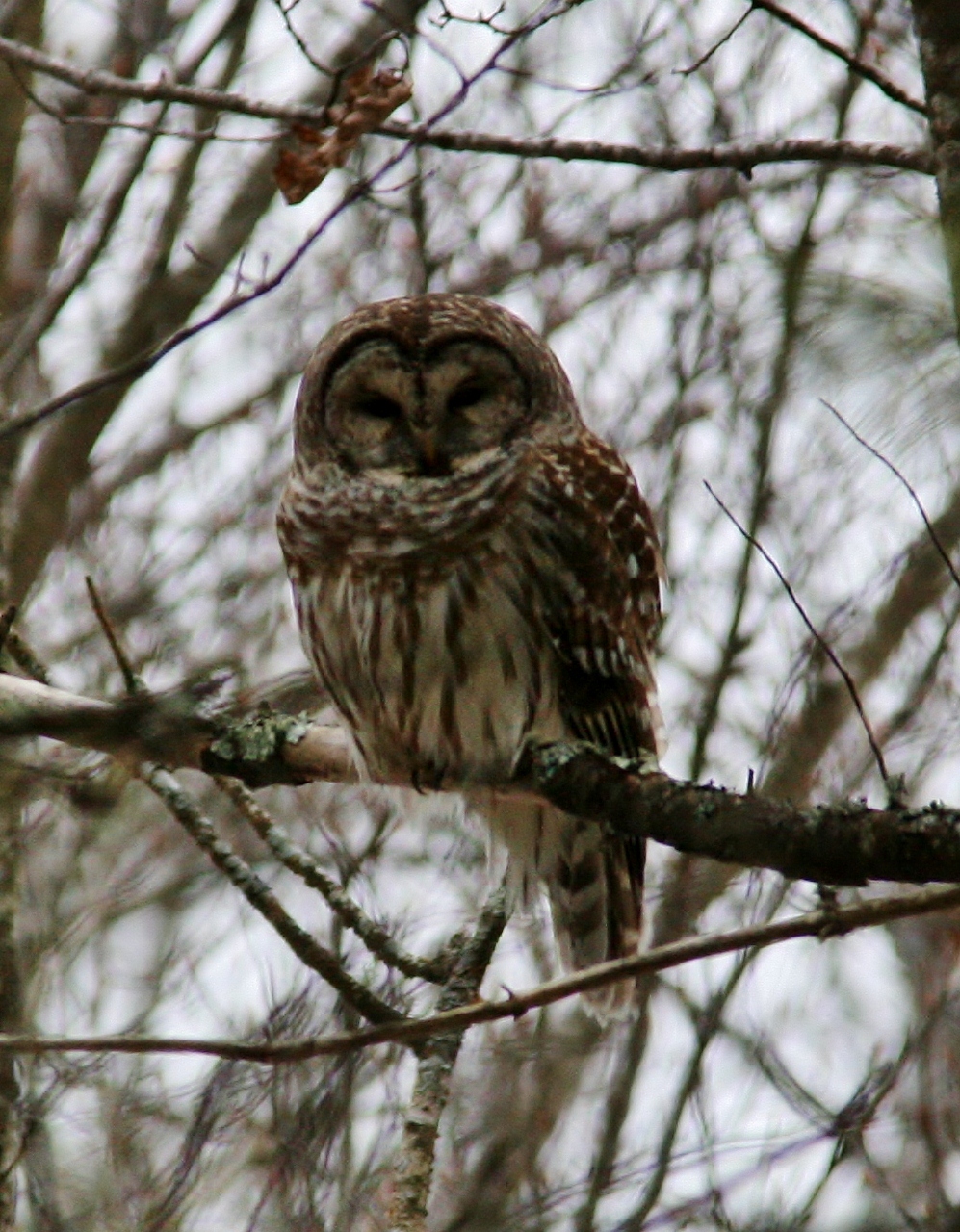 Owls 2013 067 (2) (997x1280)