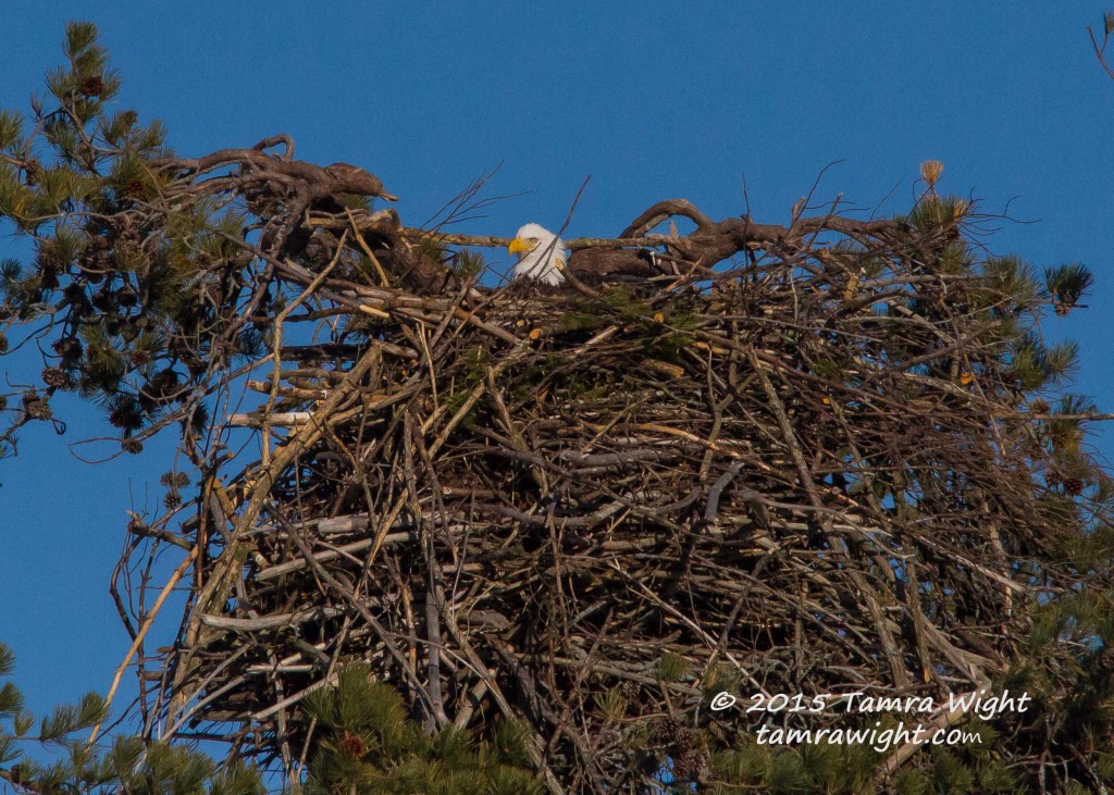 Nesting eagles 3-24-15  (40)