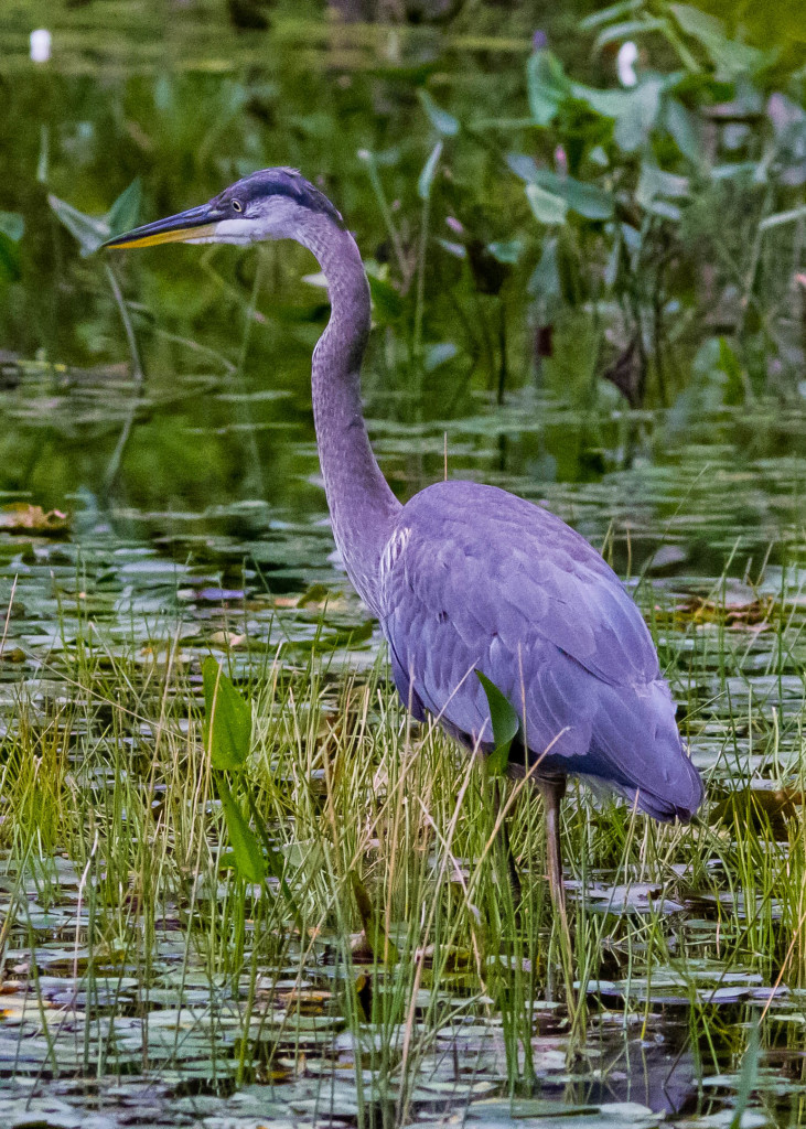 Juvenile Blue Heron | TAMRA WIGHT – Children's Author