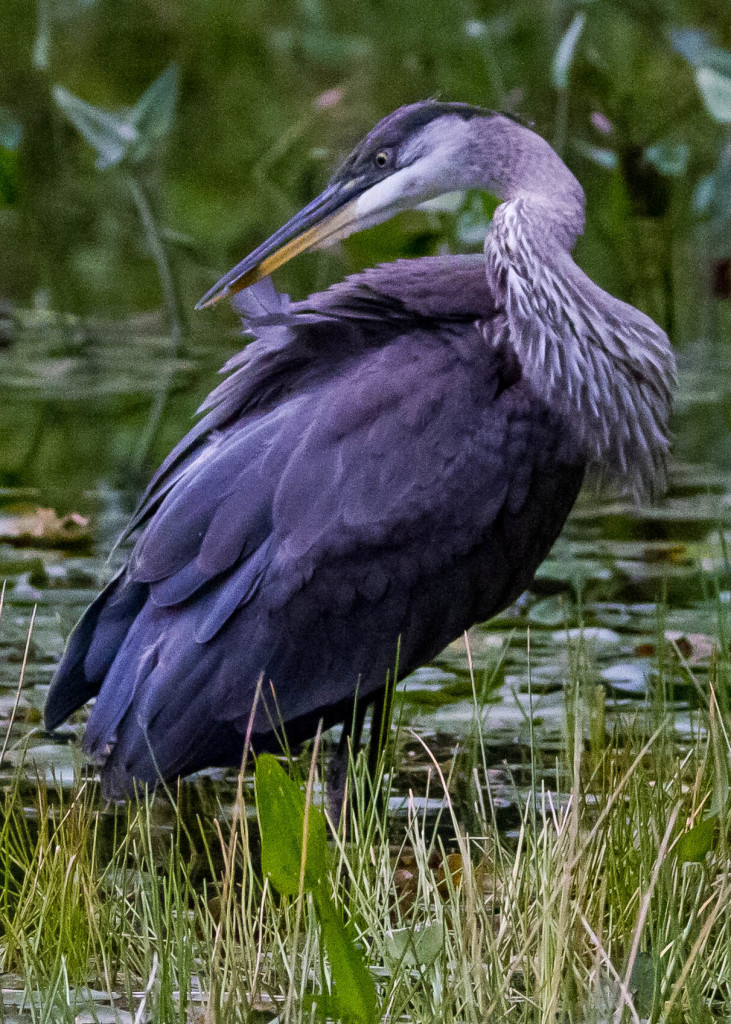 Juvenile Blue Heron | TAMRA WIGHT – Children's Author