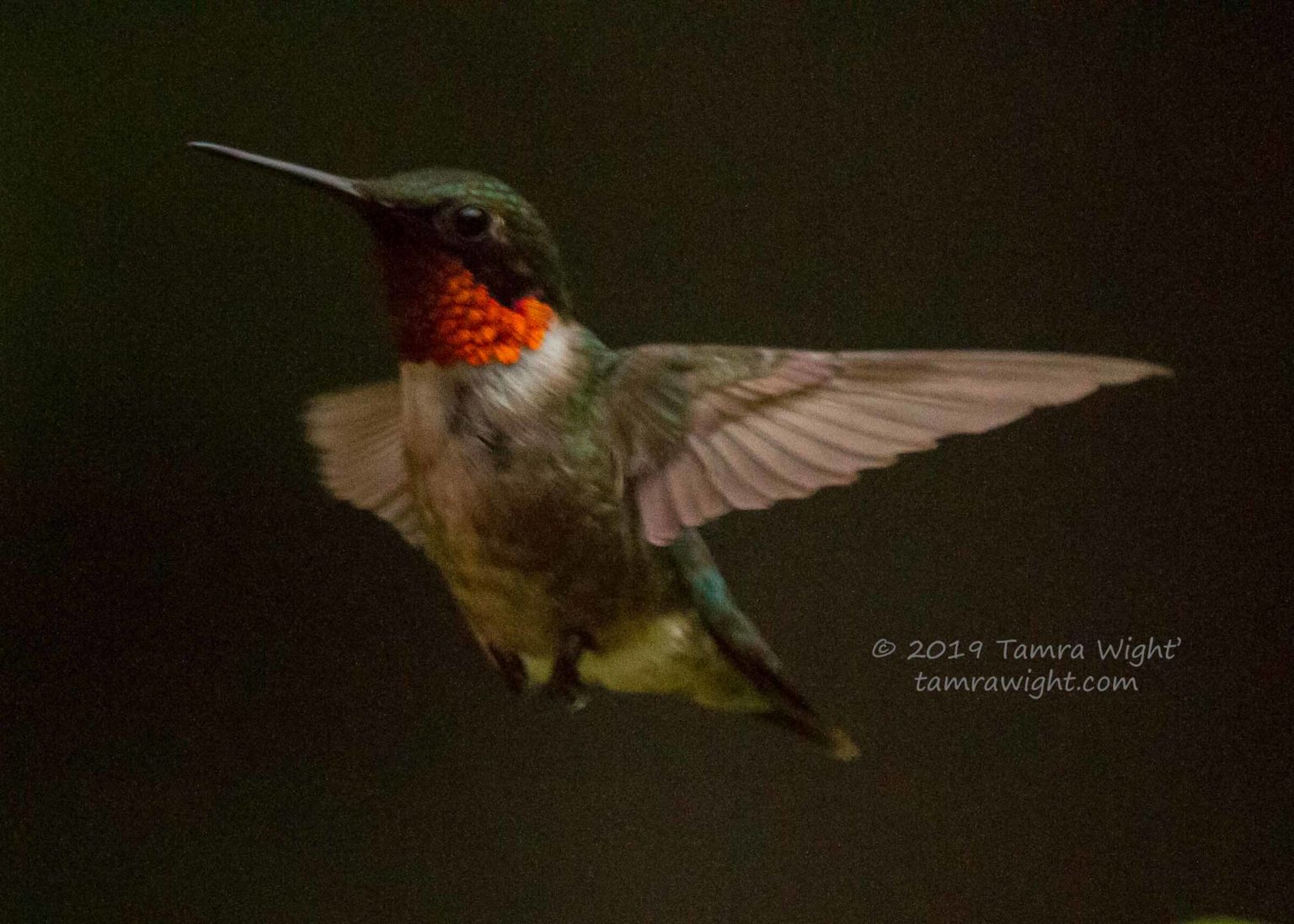 Hummingbird Tracking | TAMRA WIGHT – Children's Author