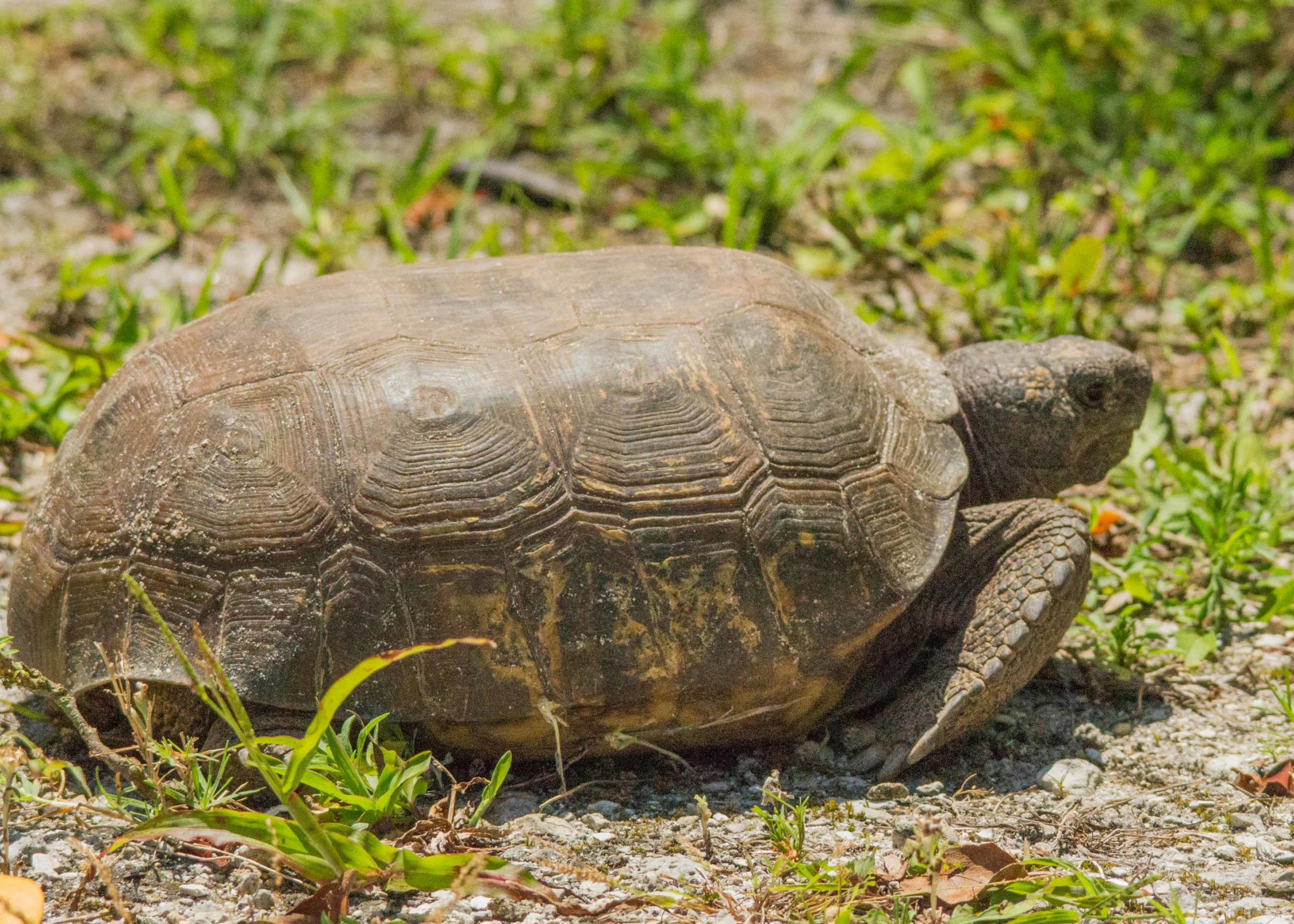 Gopher Tortoise | TAMRA WIGHT – Children's Author